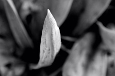 Frunze suculente alb-negru