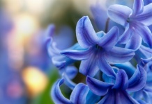 Squill Flower Blossom Blue