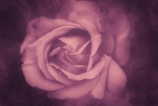 Blume Blüte Rose rosa