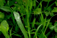 Ярко-зеленая трава с капельками росы