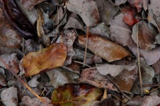 Feuilles d'automne brunes et rouges