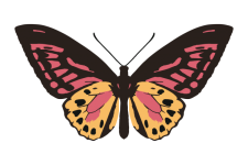 Butterfly Pretty Art Illustration