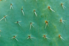 Cactus Leaf Background