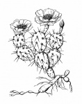 Pianta di cactus in fiore