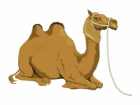 Clipart di cammello
