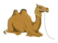 Clipart di cammello