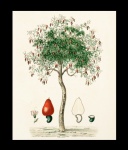 Cashew Tree Vintage Art