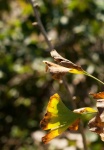 Changing ginkgo biloba leaves