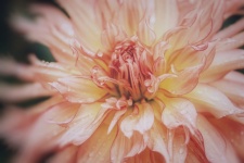 Chrysanthemum flower blossom orange