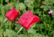 Prim-plan cu două flori roșii de mac