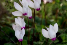 Prim-plan cu flori albe de ciclamen