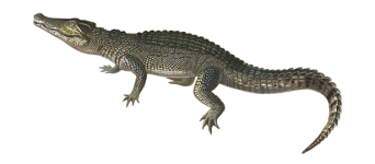 Crocodile Reptile Art