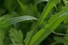 Hierba verde con curvas con gotas de agu
