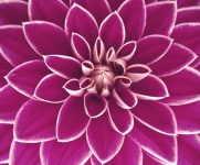 Цветок георгин розовый