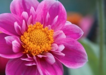 Dahlien Blume Blüte pink