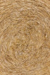 Dry Straw Background
