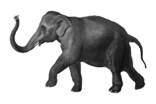 Clipart de ilustração de arte de elefant