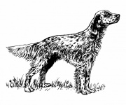 English Setter Dog Illustration