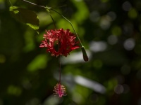 Egzotyczny tropikalny kwiat