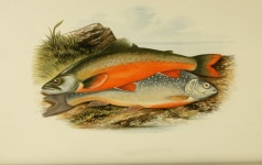 Fish, Charr Vintage Poster
