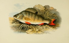 Fish, Perch Vintage Poster