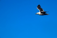 飞翔的海鸥