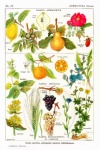 果物の花の植物のポスター
