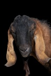 Goat, farm animal, portrait