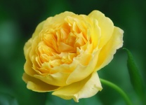 Rosa in fiore giallo