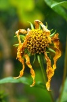 Yellow Jerusalem artichoke flower faded