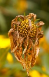 Yellow Jerusalem artichoke flower faded