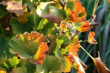 Ginkgo biloba leaves in autumn