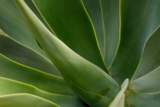 Green agave leaves
