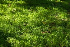 Groen gras op een onverzorgd gazon