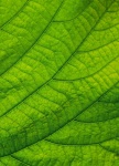 Зеленые листья листвы макро фото