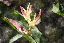 Heliconia Flor Acuarela