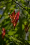 Kwiat Heliconia psittacorum
