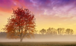 Осенний пейзаж неба дерева