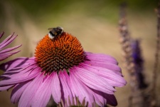 Bumblebee, Echinacea purpurea, flor
