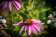 Bumblebee, Echinacea purpurea, inseto