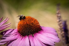 Bumblebee, Echinacea purpurea, insect
