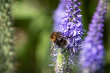 Bumblebee, inseto, flores azuis