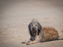 Hond huisdier strand