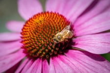 Honey bee, insect, coneflower