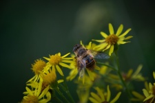 Honeybee, Nectar, Insect, Nature