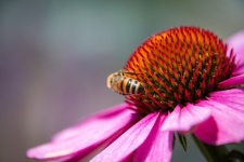 Honey Bee, Coneflower, Insect
