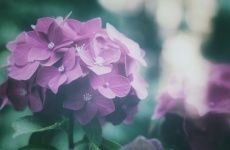 Hydrangea Flower Retro Photography