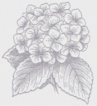 Hortenzia Virág