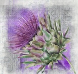 Purple Succulent Digital Art