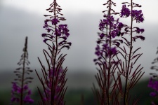 Purple Fireweed Flower